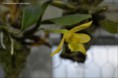 /album/prave-kvete/dendrobium-trigonopus-jpg/